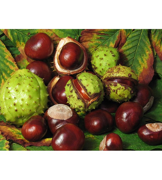 Başlık